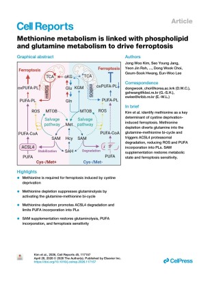 Methionine metabolism is linked with phospholipid and glutamine metabolism to drive ferroptosis